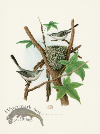 Thomas Gentry Bird 30